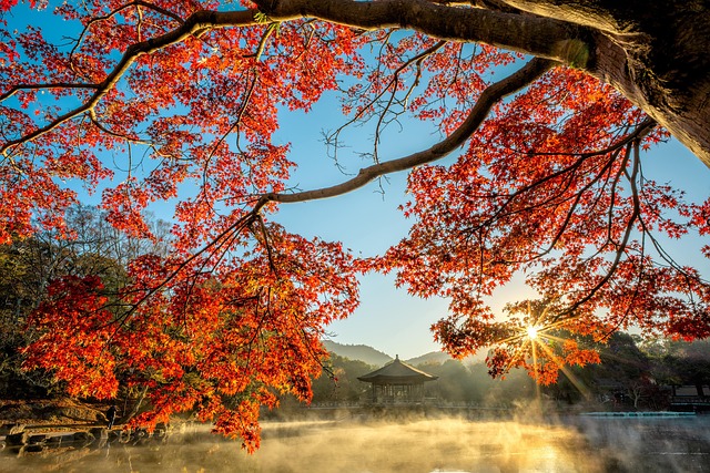 Nhật Bản và những chú nai vùng Nara