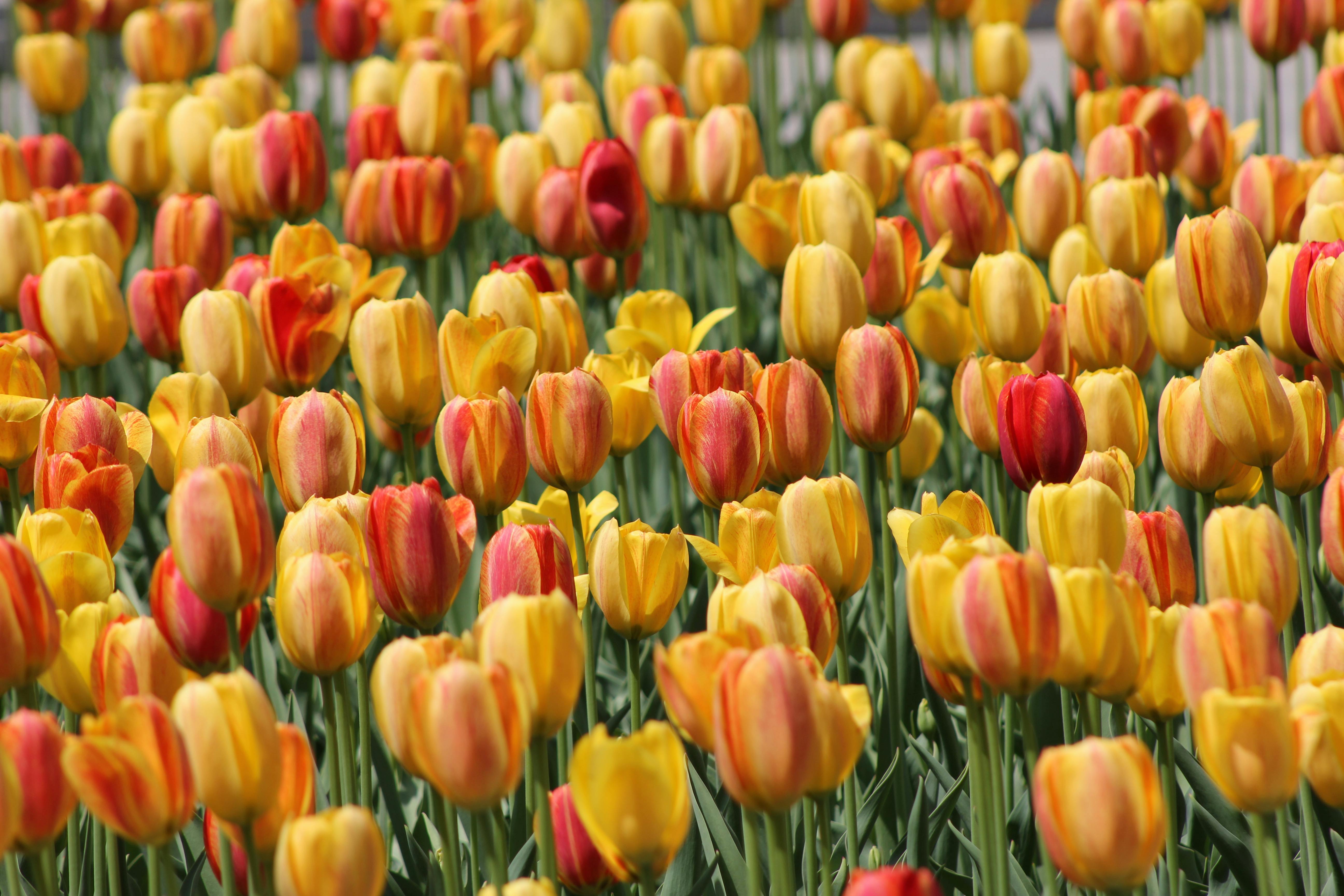 Lễ hội hoa Tulip - Pháp - Luxembourg - Bỉ - Hà Lan - Đức