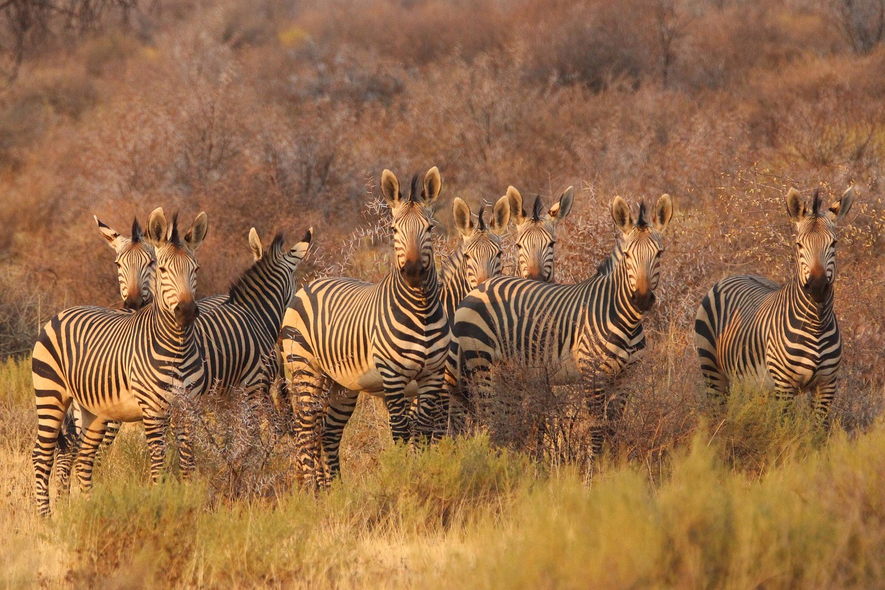 Trải Nghiệm Độc Đáo: Liuwa Plain – Sa Mạc Hoang Dã Tuyệt Đẹp của Zambia