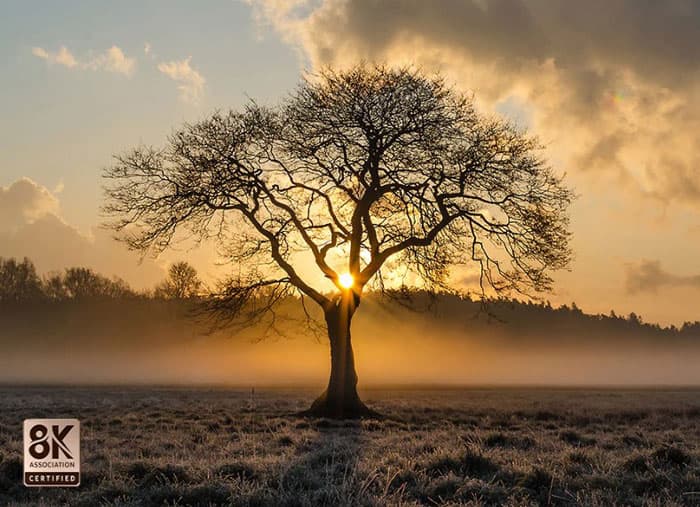 Độ phân giải 8K mang đến hình ảnh chân thực đến kinh ngạc