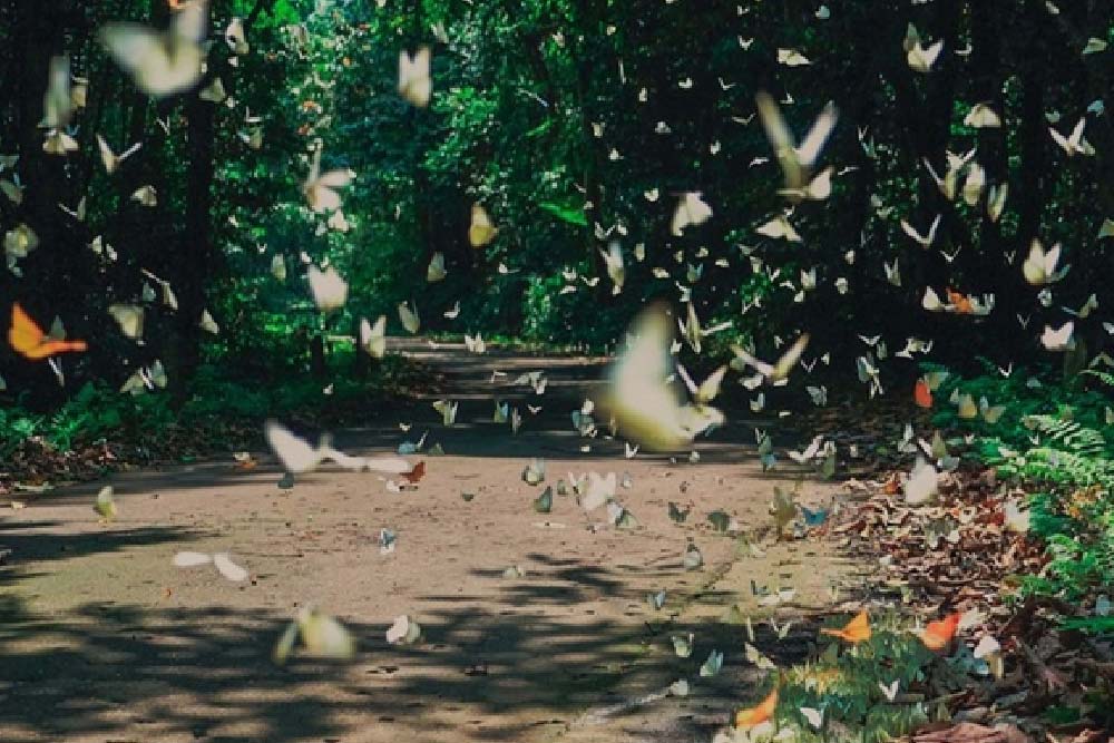 KHÁM PHÁ VƯỜN CÚC PHƯƠNG