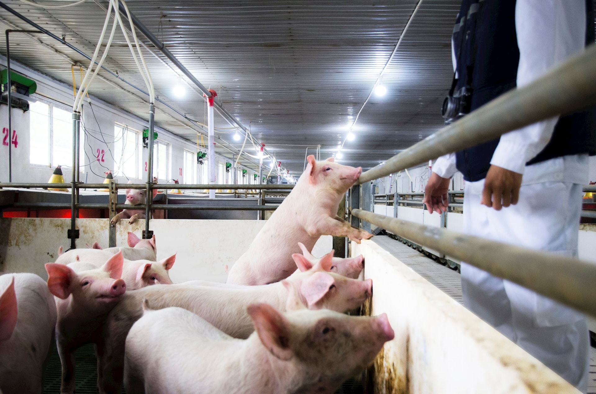 Nông nghiệp Hòa Phát chính thức nộp hồ sơ IPO, tối đa 30 triệu cổ phiếu bán giá không thấp hơn 11.887 đồng/cp