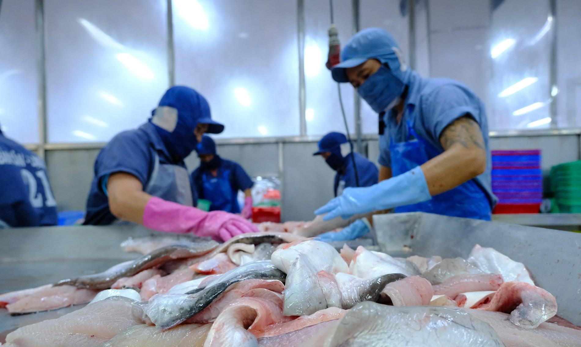 Xuất khẩu cá tra có cơ hội tăng trưởng mạnh