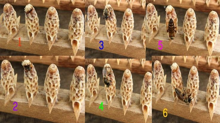 Kỹ thuật tạo ong chúa chất lượng