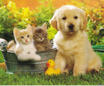 Thú cưng 