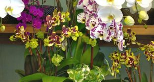 Đánh bóng lá lan