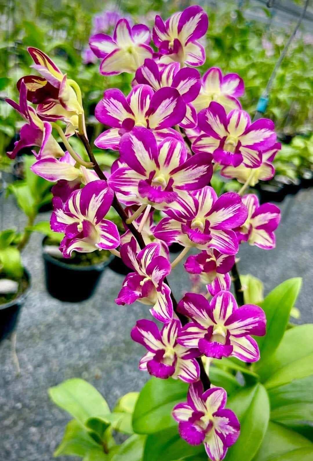 Lan Dendro Chớp Đỏ Tím, đột biến bảo hành mặt hoa.