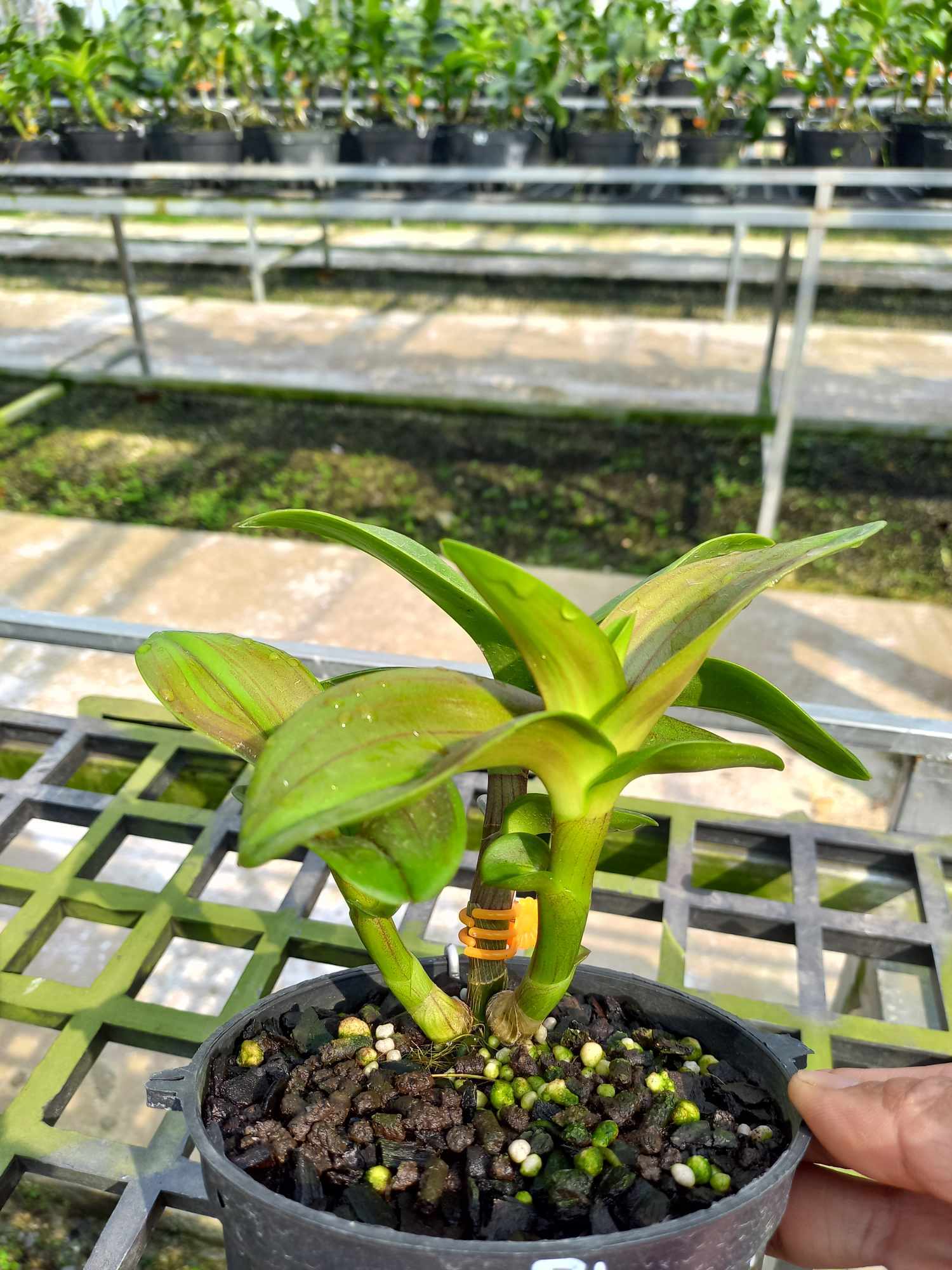 Chế phẩm Hùng Nguyễn 6 trong 1, Can 2lít loại đậm đặc tiết kiệm cho nhà vườn