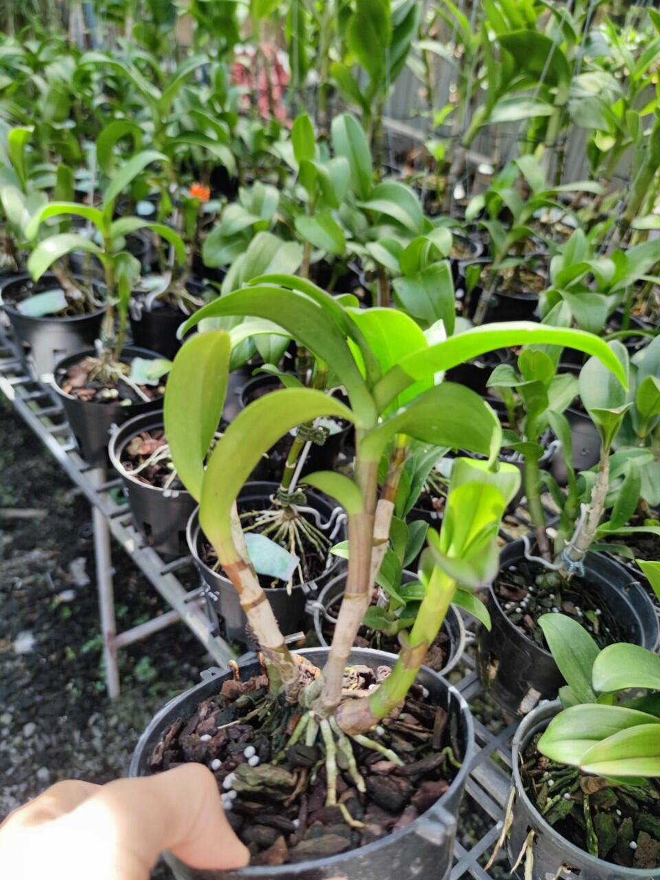 Lan Dendro Chớp Đỏ Tím, đột biến bảo hành mặt hoa.