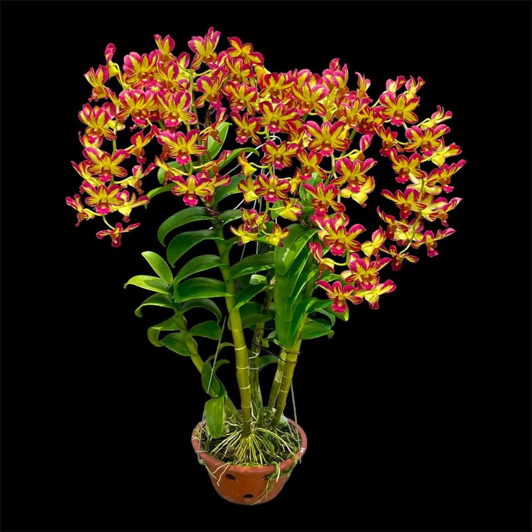Bộ đôi kích hoa Alpha Omega và Boron Canxi Thái Lan