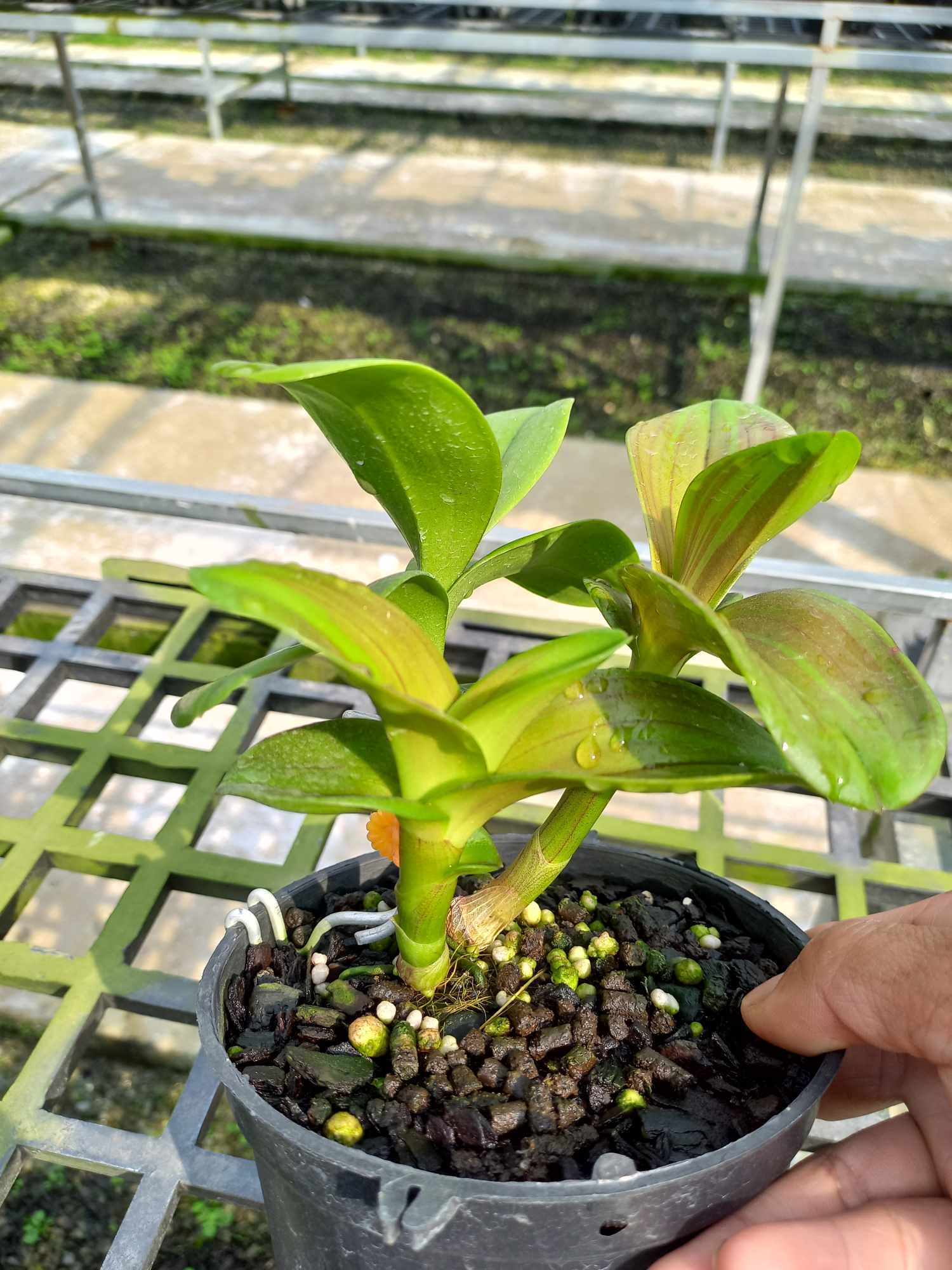 Nano Đồng Nhật 12MI - phân bón lá trung vi lượng - Cây khỏe mạnh – lá xanh mượt