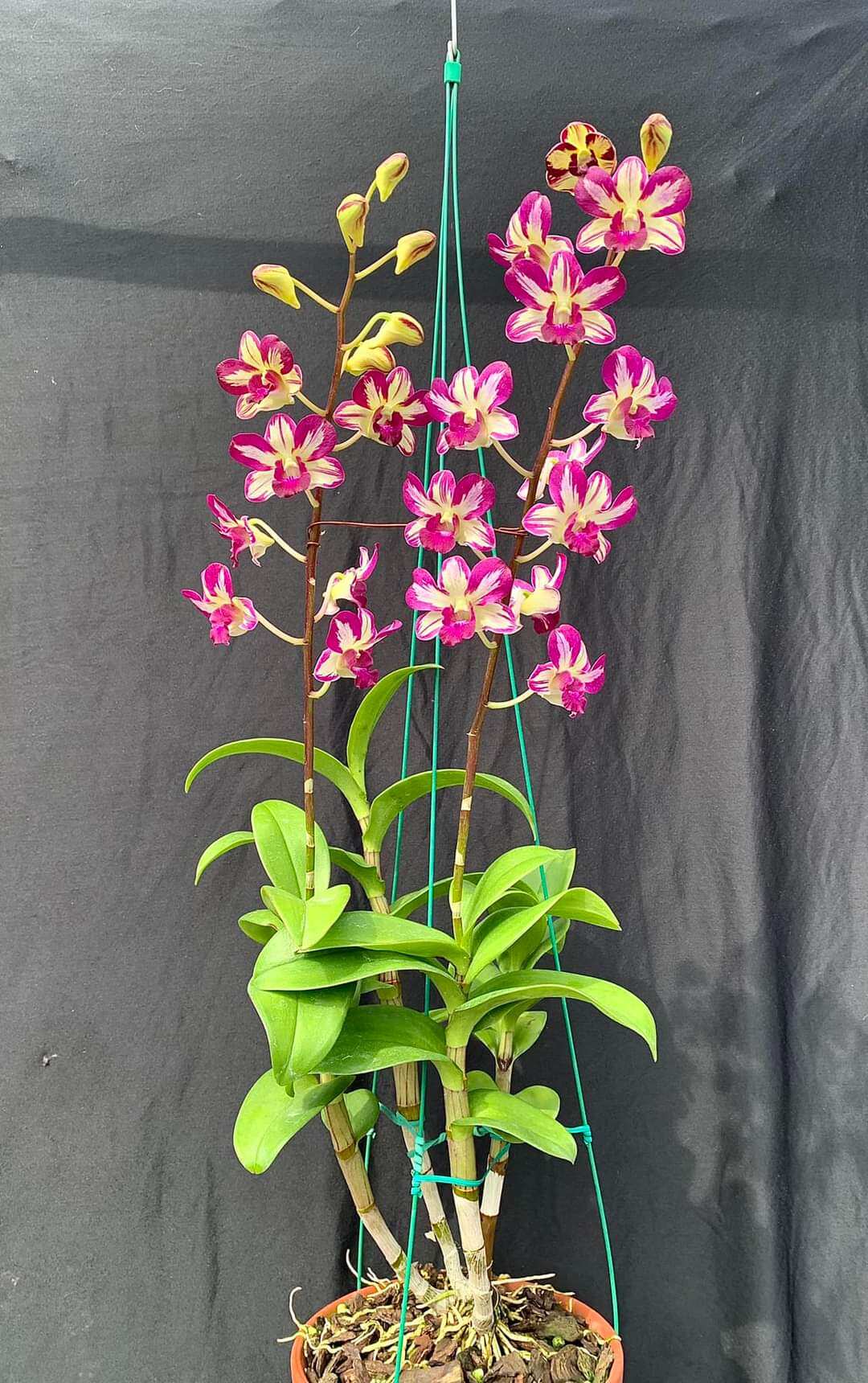 Lan Dendro Chớp Đỏ Tím, đột biến bảo hành mặt hoa.