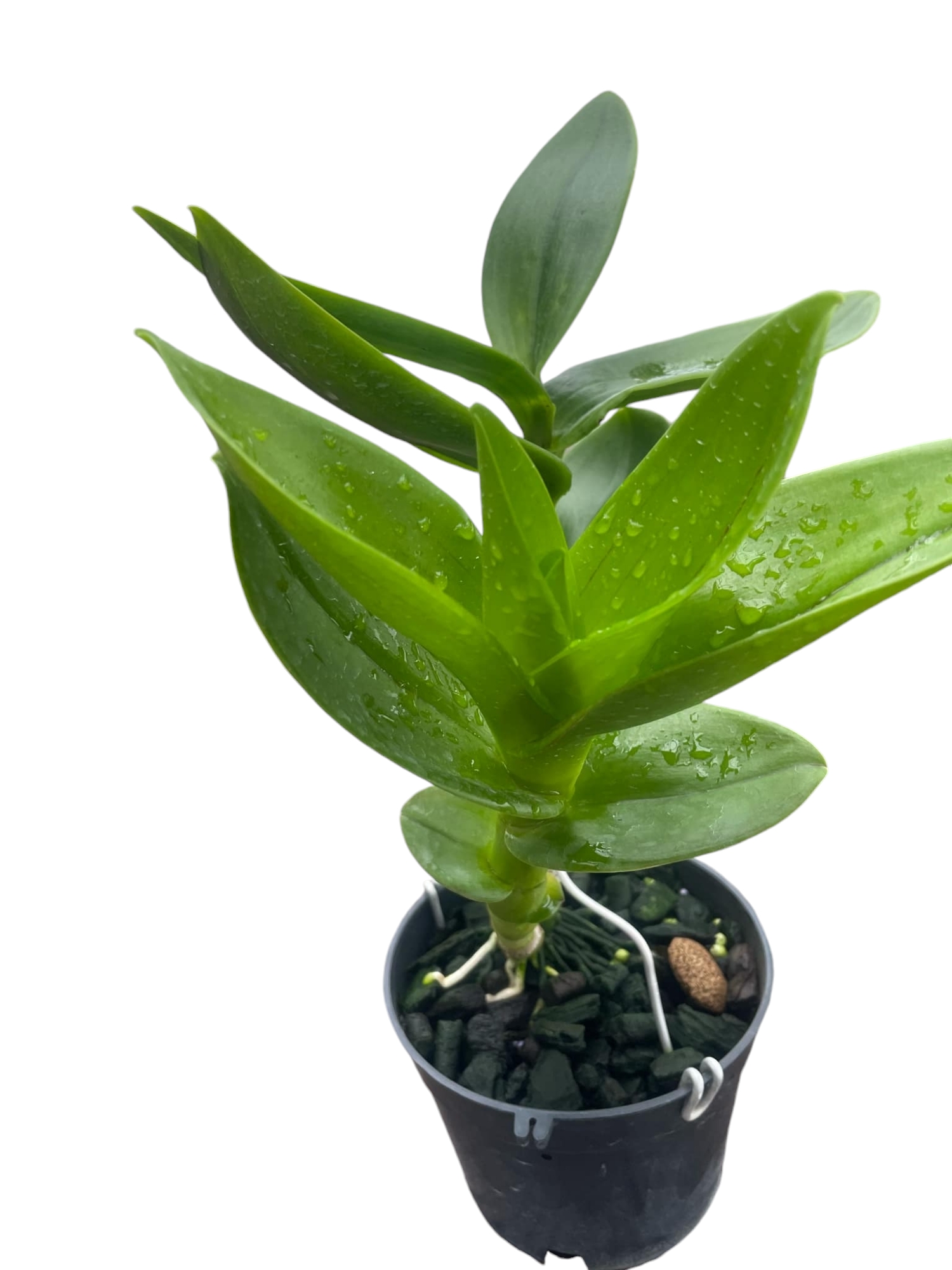 Chế phẩm Dịch Chuối phân hữu cơ vi sinh - chai 1 lít