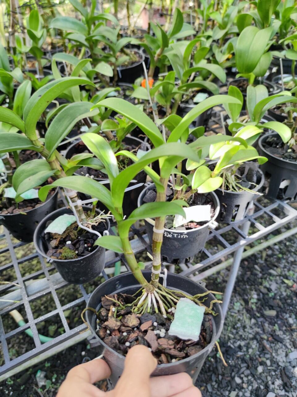 Lan Dendro Chớp Đỏ Tím, đột biến bảo hành mặt hoa.