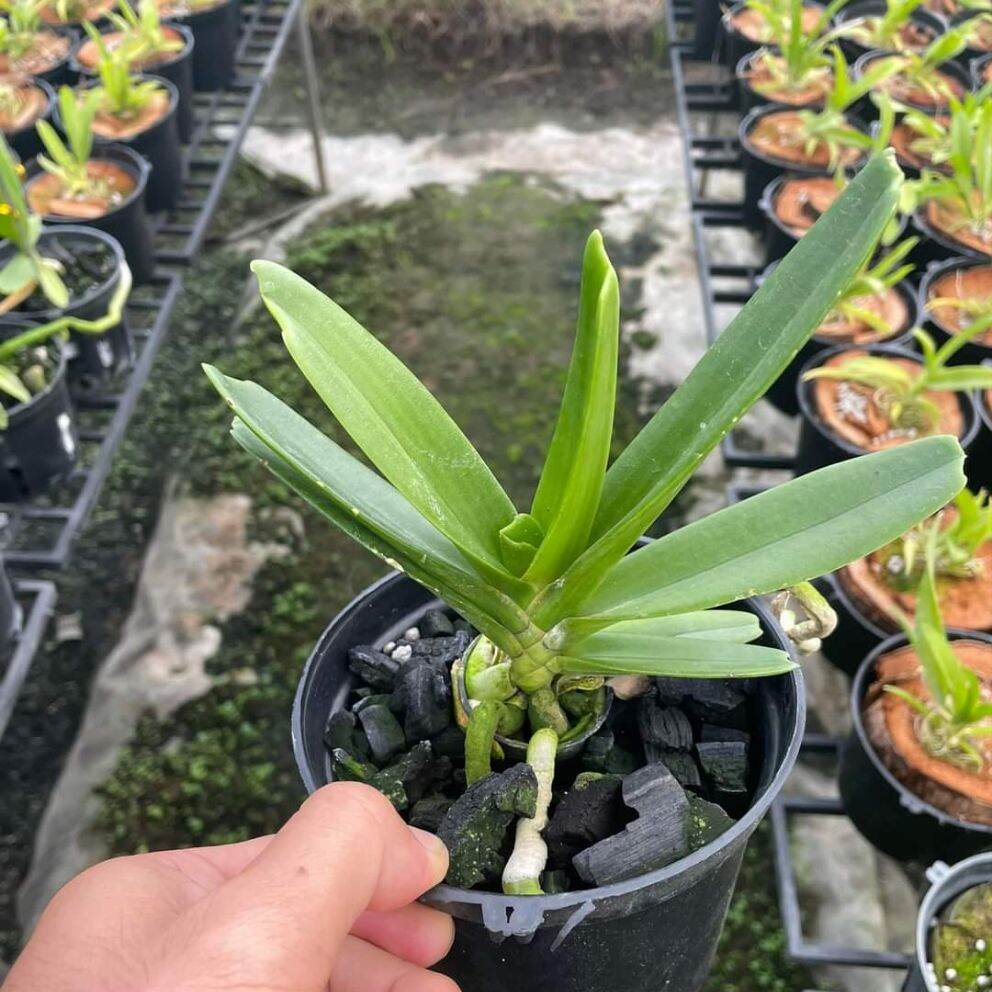 Lan Ngọc Điểm lá chỉ thiên (Lá Kiếm) cây size nhở