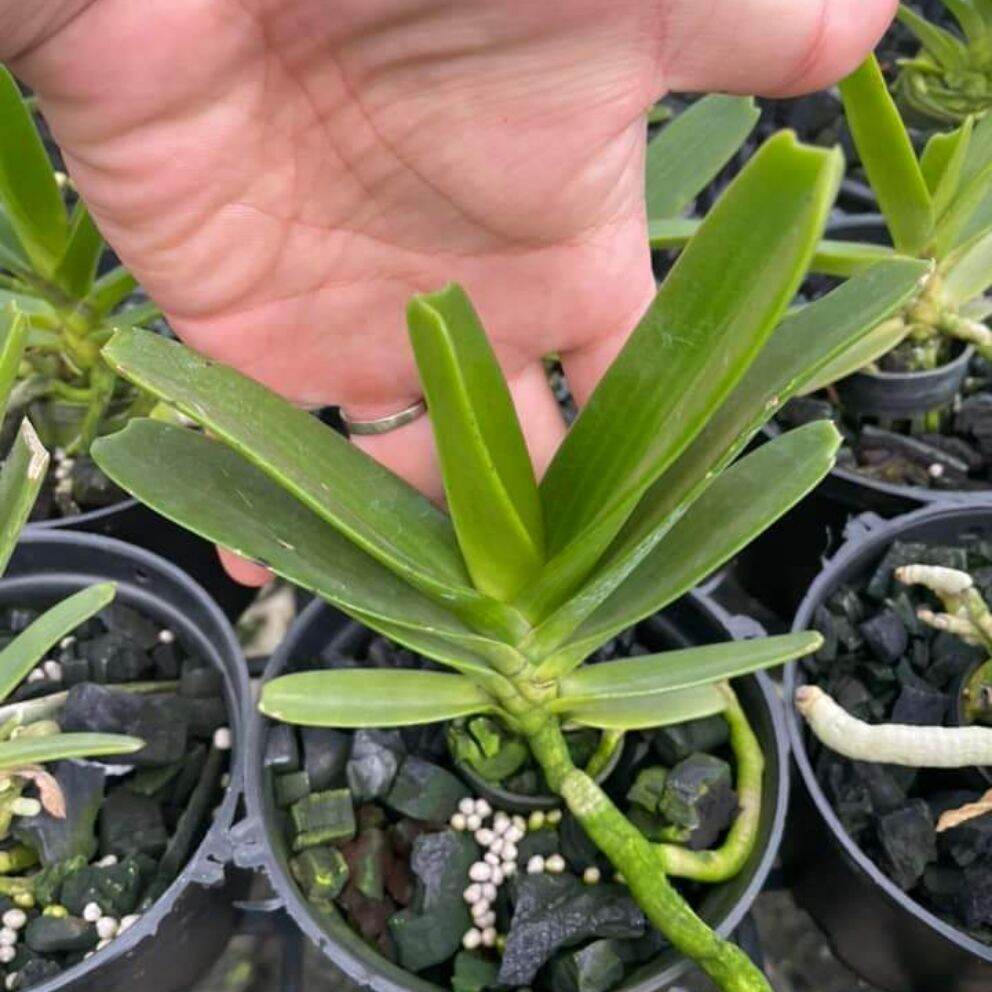 Lan Ngọc Điểm lá chỉ thiên (Lá Kiếm) cây size nhở