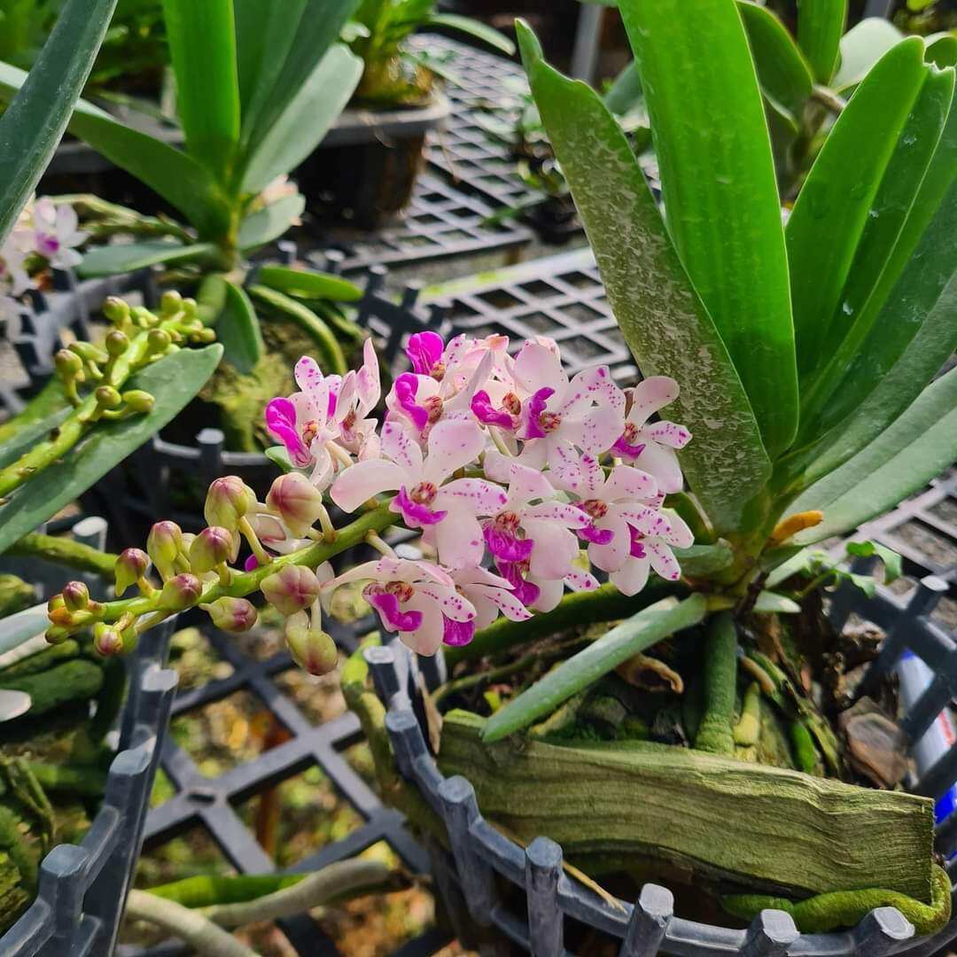 Lan Ngọc Điểm lá chỉ thiên (Lá Kiếm) cây size nhở