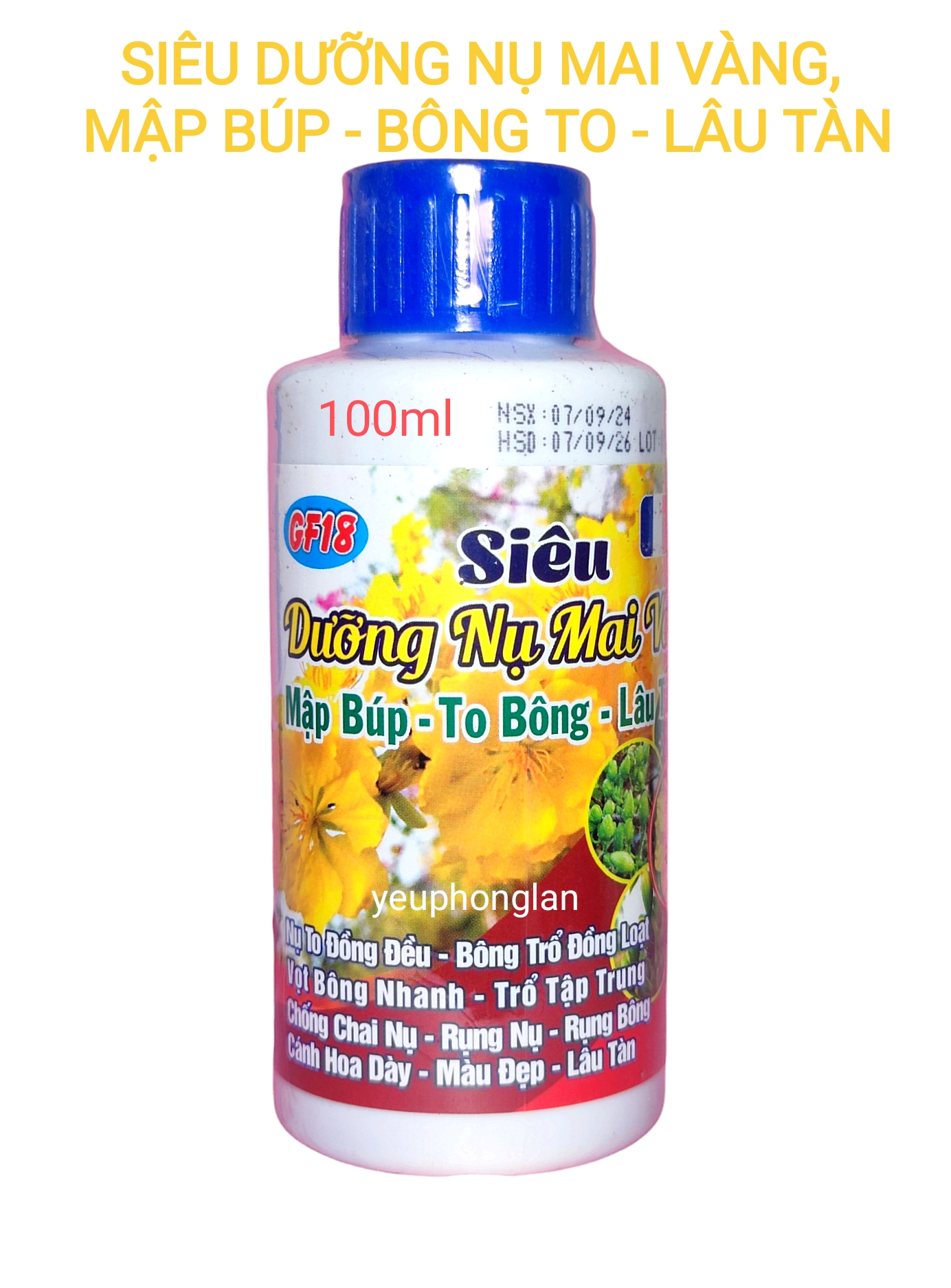 Siêu dưỡng nụ Mai Vàng - Mập búp - To Bông - Lâu tàn