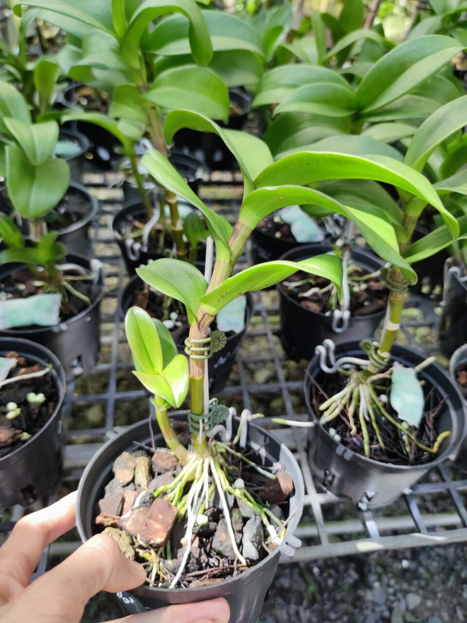 Lan Dendro Chớp Đỏ Tím, đột biến bảo hành mặt hoa.