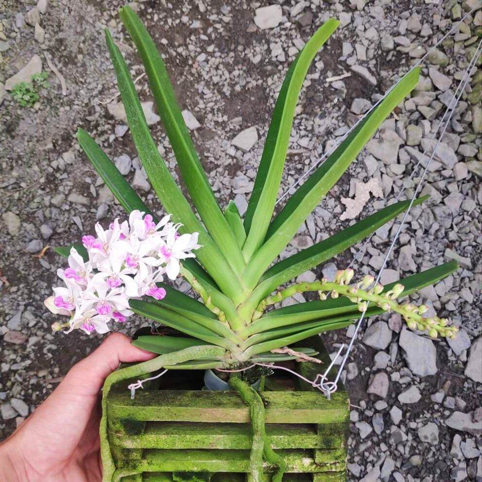 Lan Ngọc Điểm lá chỉ thiên (Lá Kiếm) cây size nhở