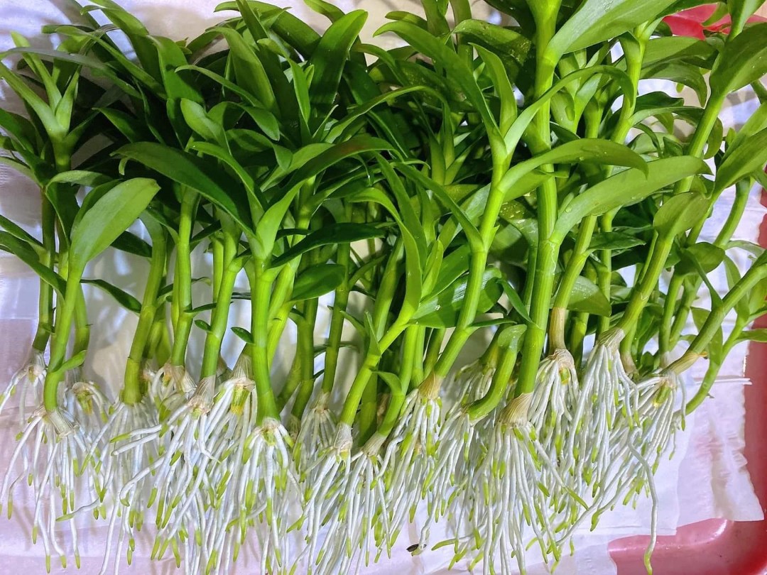 Phân bón lá GRO FOLAN NPK 10-8-6 + TE Tốt lá, đẻ nhánh, cây đẹp, xuất xứ Mỹ