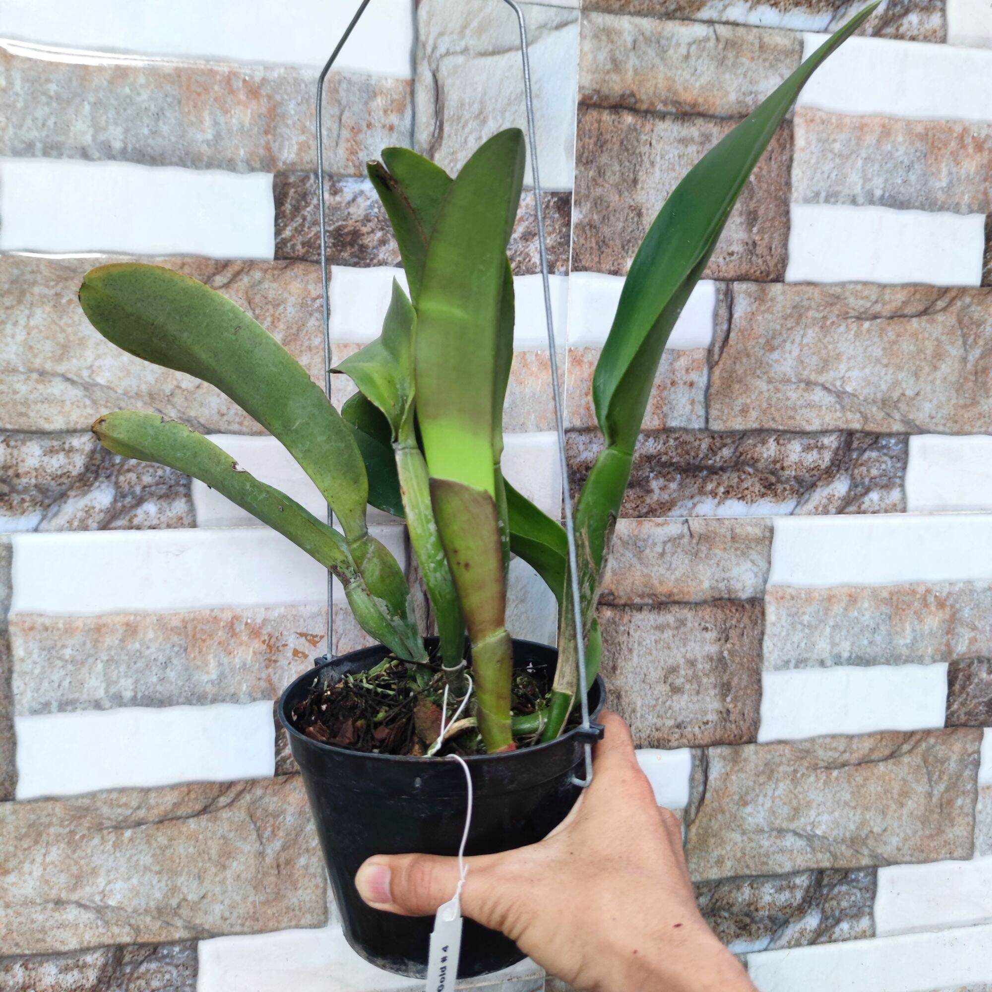 Lan Cattleya Tem Thongsupran Gold #4 chậu trưởng thành chờ hoa