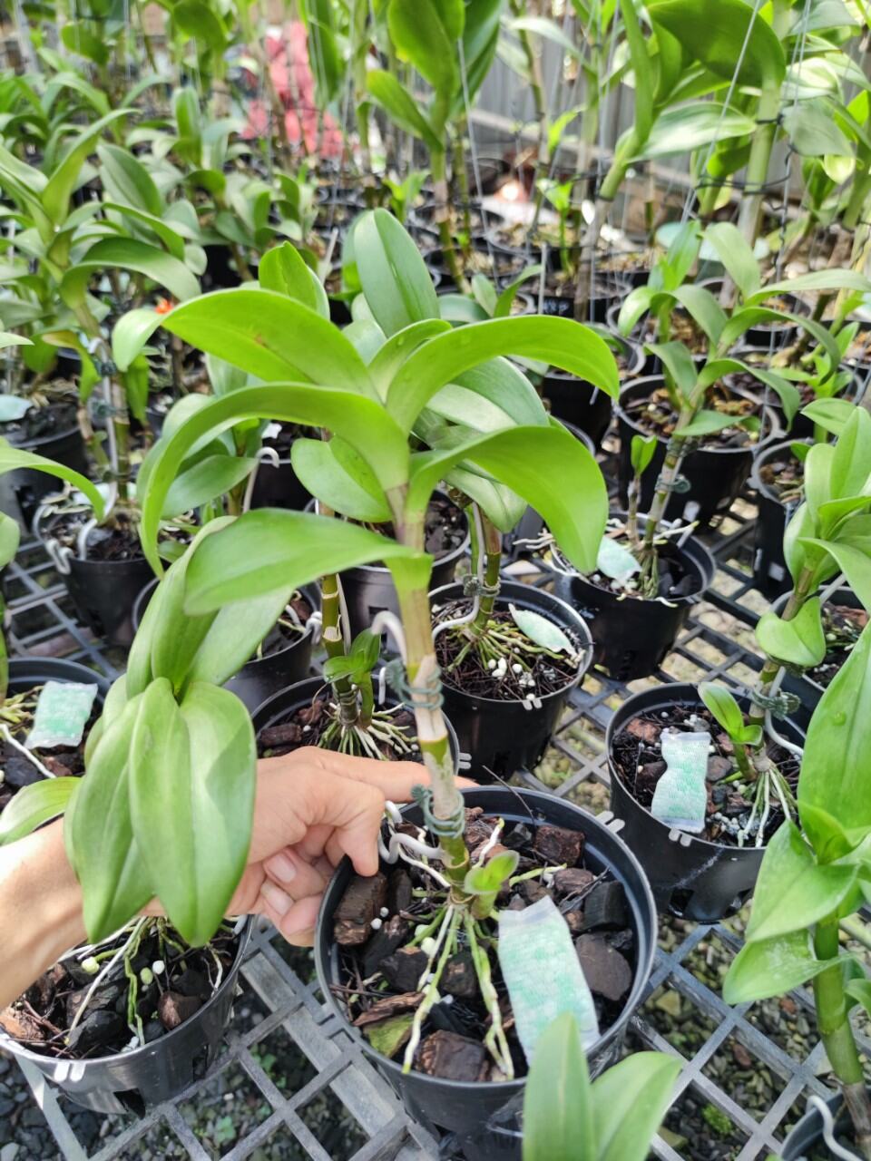 Lan Dendro Chớp Đỏ Tím, đột biến bảo hành mặt hoa.