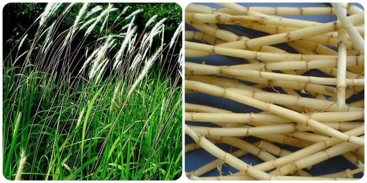 Công dụng tuyệt vời của rễ cỏ tranh