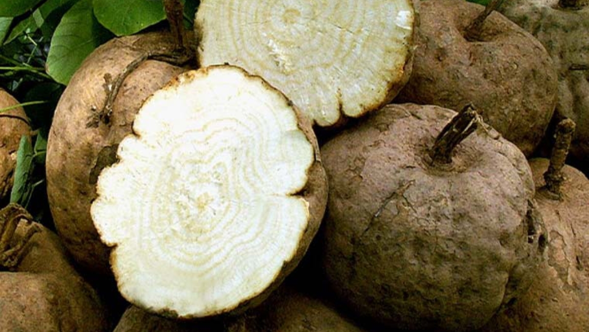 Sâm tố nữ: thần dược cho sức khỏe nội tiết tố nữ