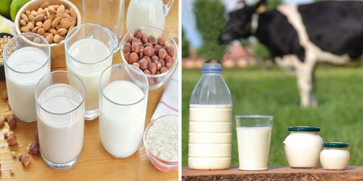 Sữa hạt và sữa bò: Lựa chọn nào tốt cho sức khỏe?