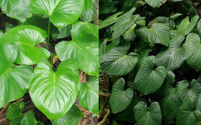 Thiên niên kiện: Trợ thủ đắc lực cho sức khỏe xương khớp