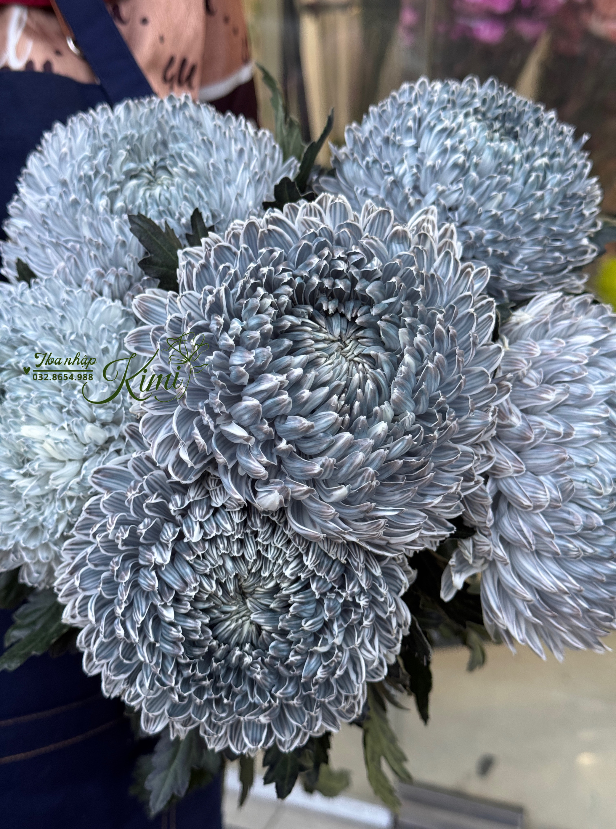 Cúc mẫu đơn Malaysia, hoa tươi nhập khẩu, peony Mum