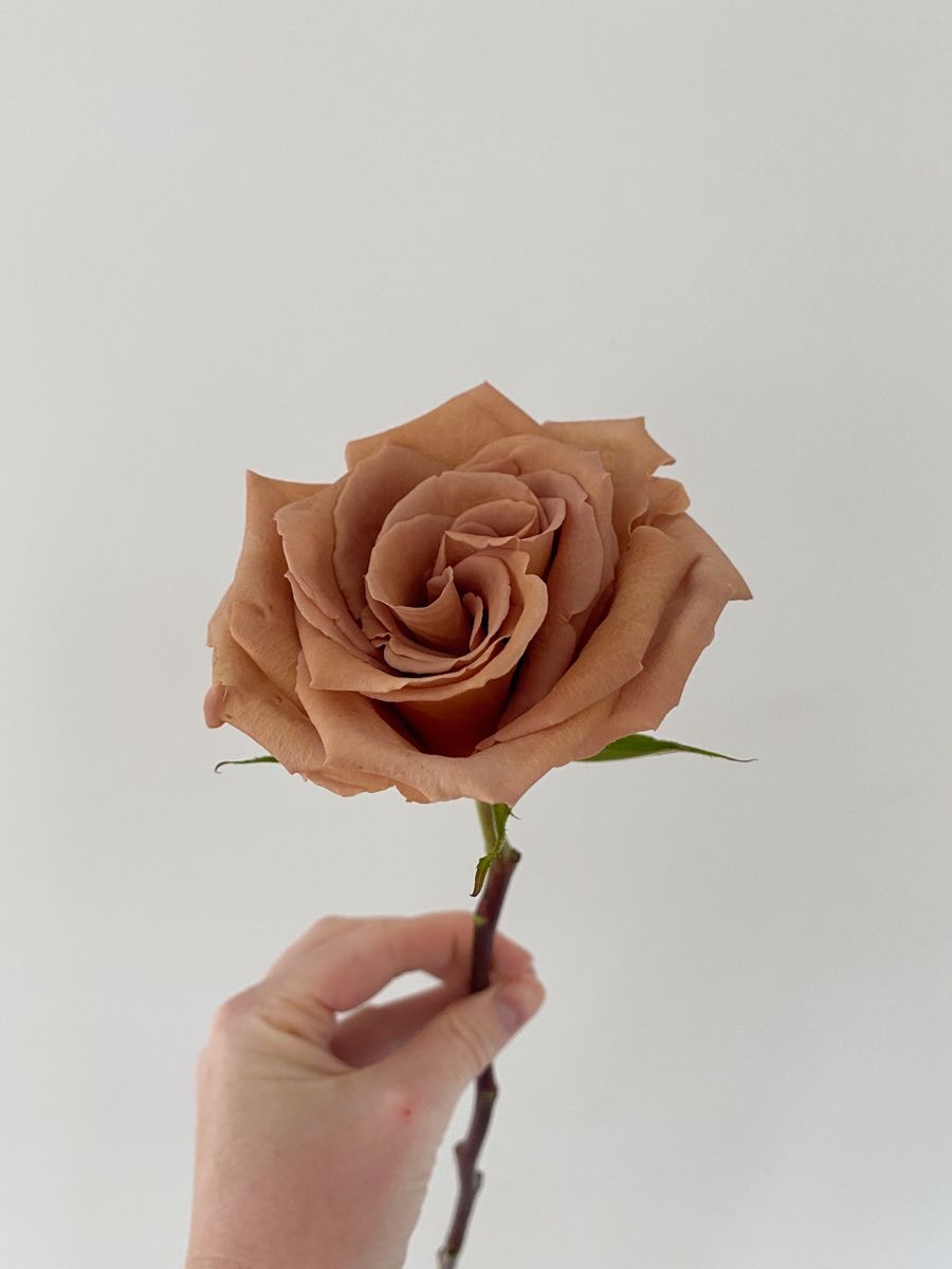 Hoa hồng capuchino, hoa hồng màu đặc biệt, capucno rose