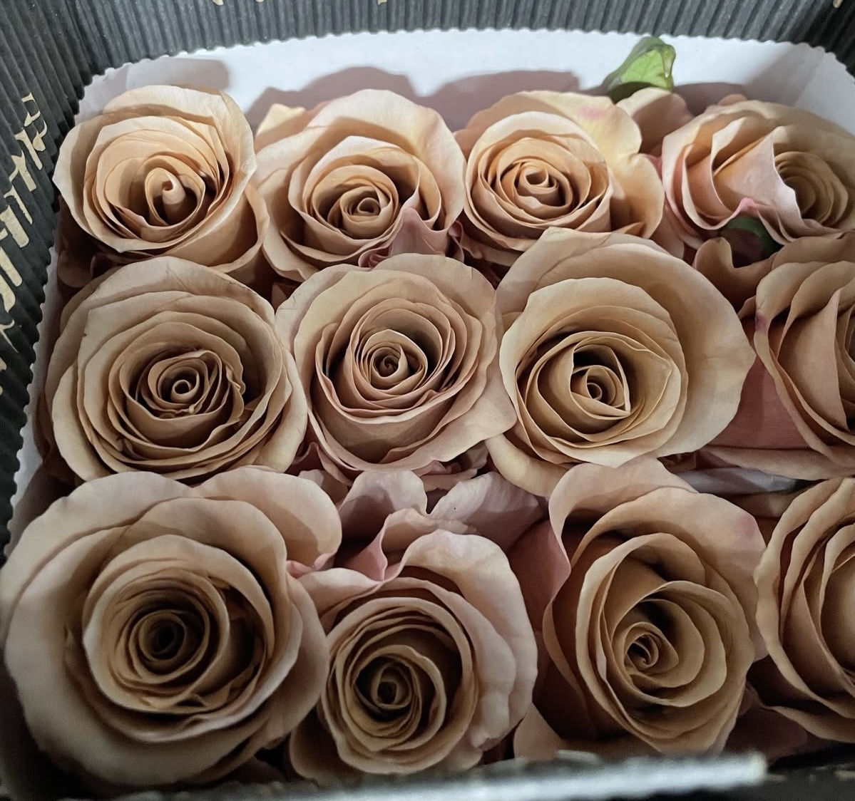 Hoa hồng capuchino, hoa hồng màu đặc biệt, capucno rose