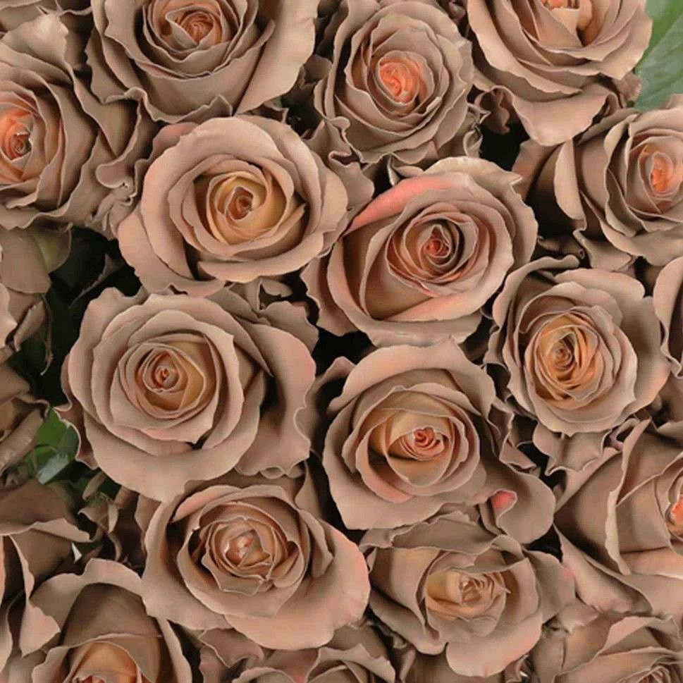 Hoa hồng capuchino, hoa hồng màu đặc biệt, capucno rose
