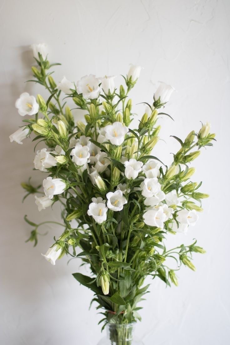 Hoa Chuông Trắng Côn Minh - Tử Linh Lan - Campanula