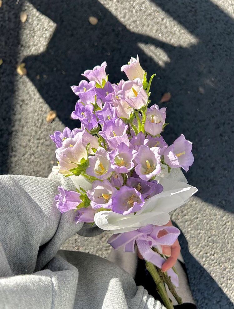 Hoa Chuông Tím Côn Minh - Tử Linh Lan - Campanula
