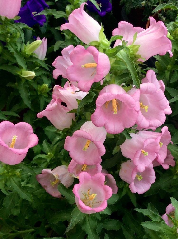 Hoa Chuông Hồng Côn Minh - Tử Linh Lan - Campanula