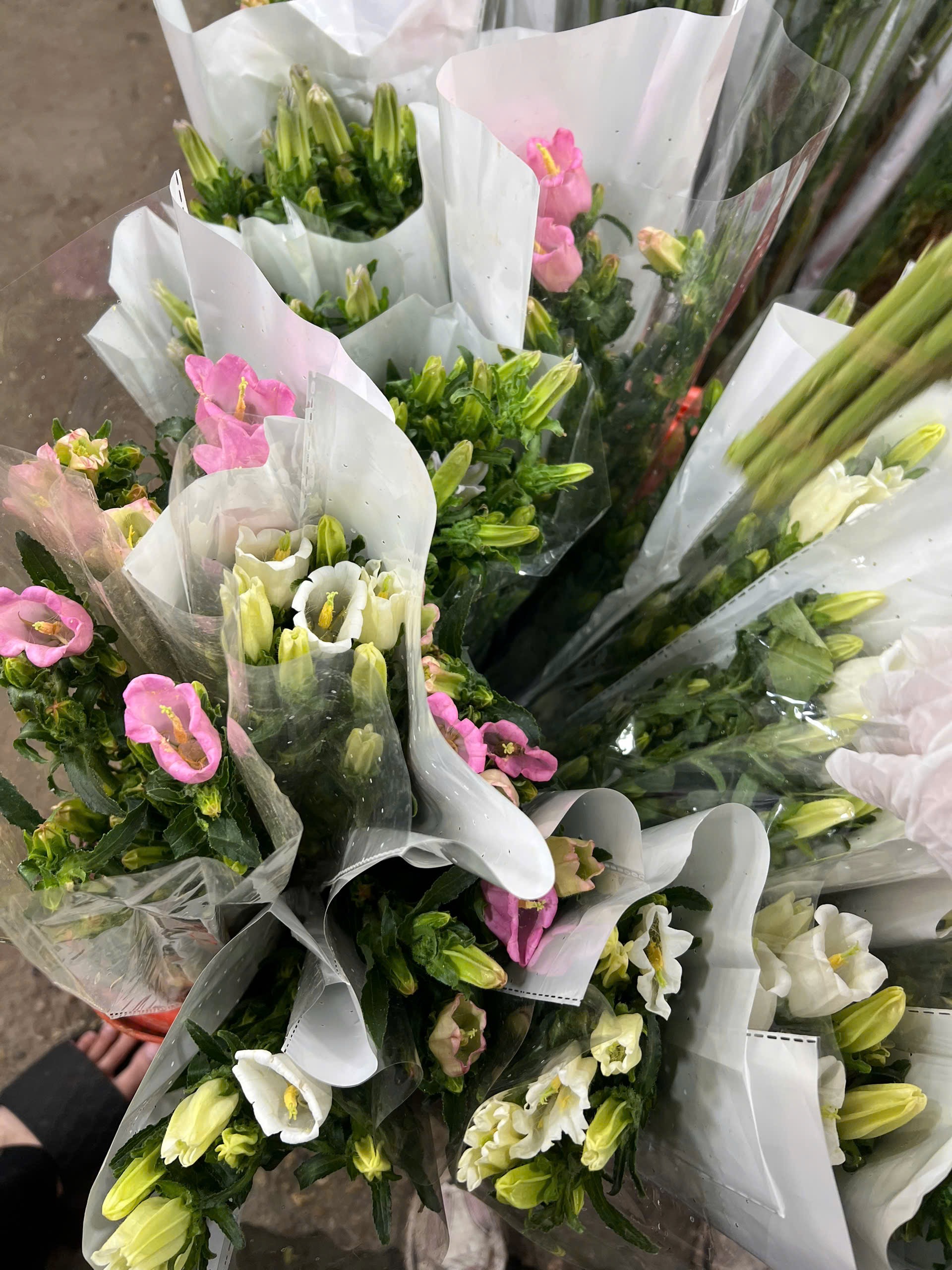Hoa Chuông Hồng Côn Minh - Tử Linh Lan - Campanula
