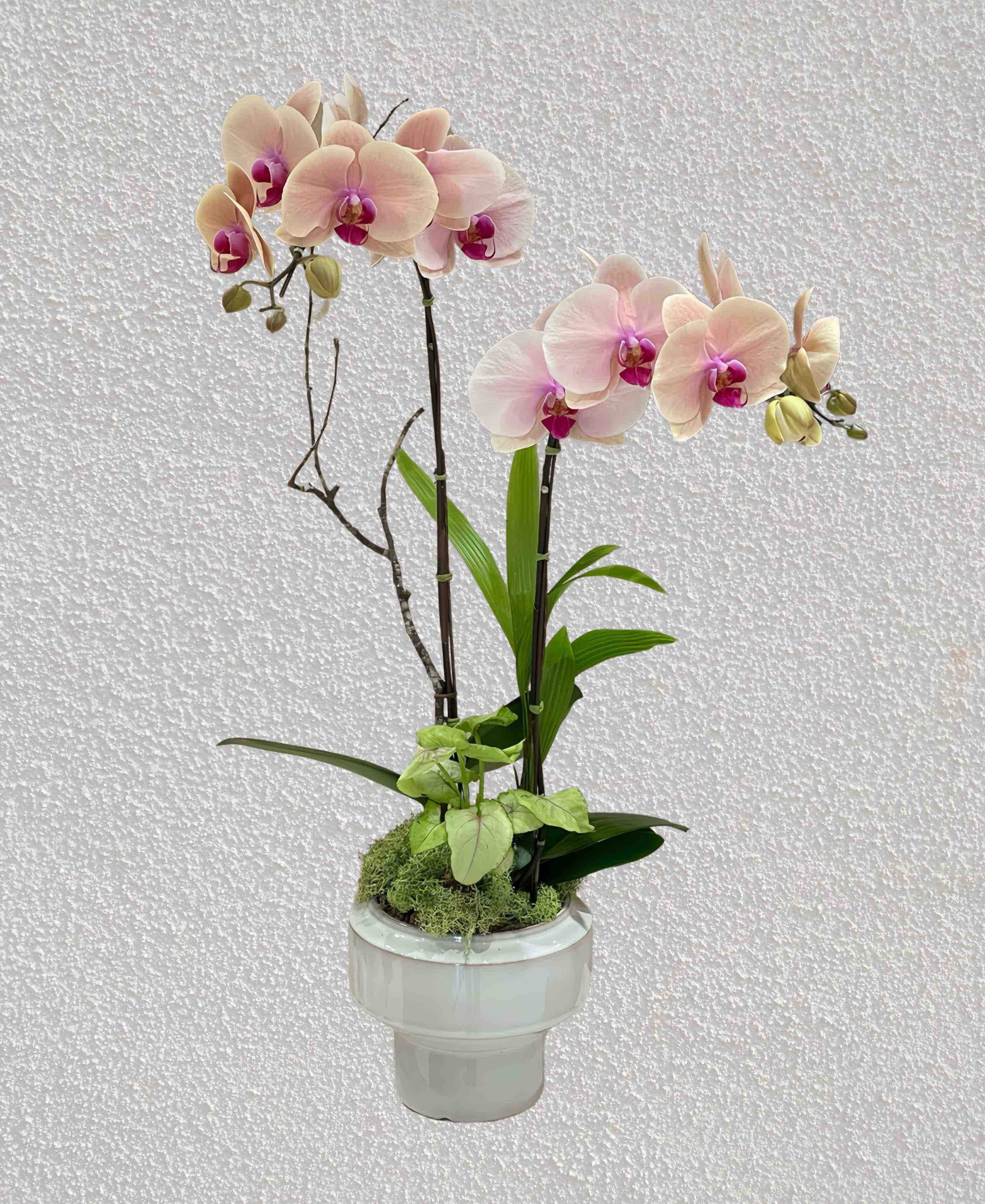 Chậu Lan Hồ Điệp 2 Cành  HTP0089