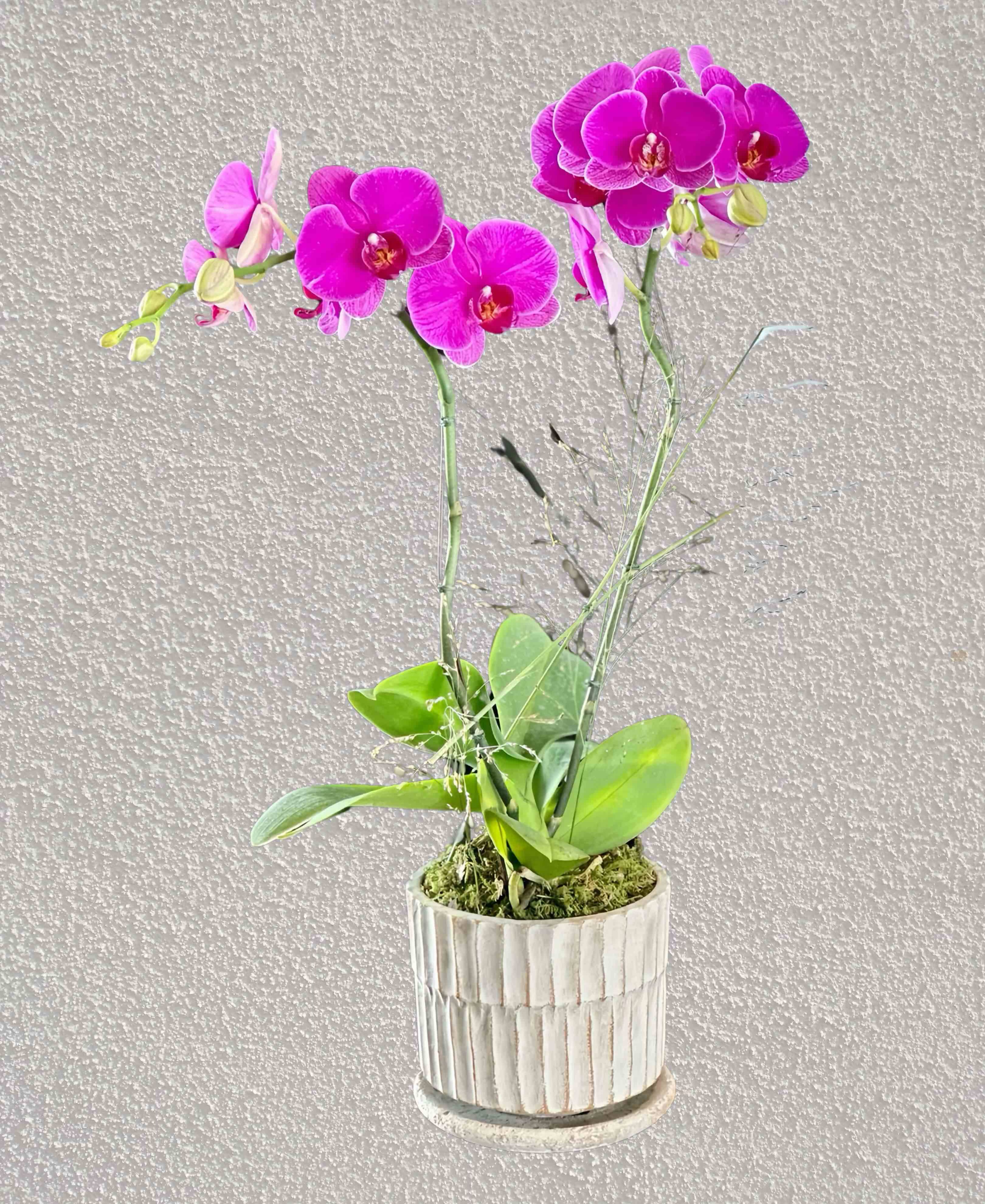 Chậu Lan Hồ Điệp 2 cành  HTP0086
