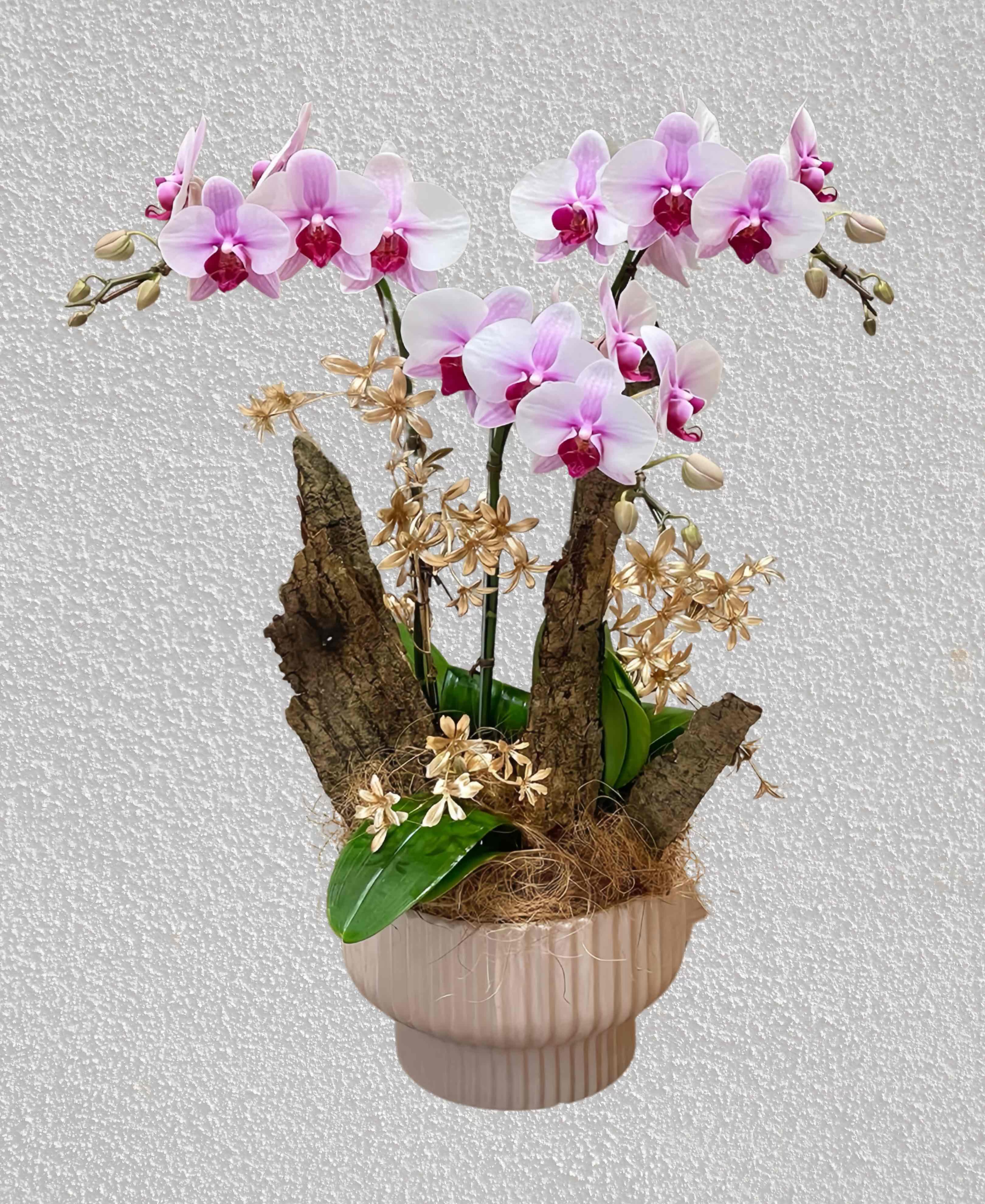 Chậu Lan Hồ Điệp 3 Cành   HTP0092