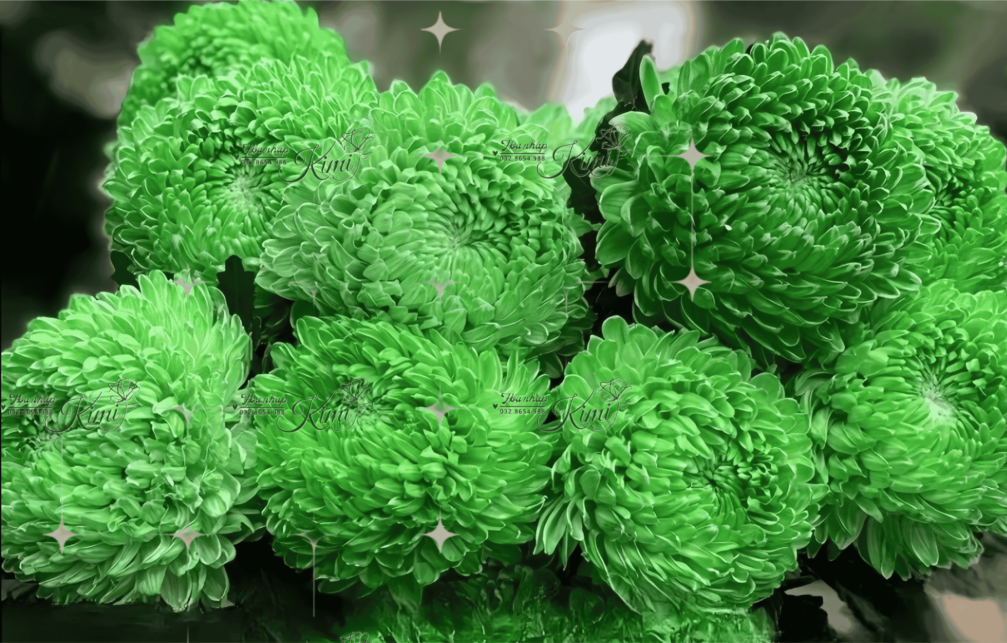 Cúc Mẫu Đơn Malaysia - Xanh Lá (Peony Chrysanthemum)