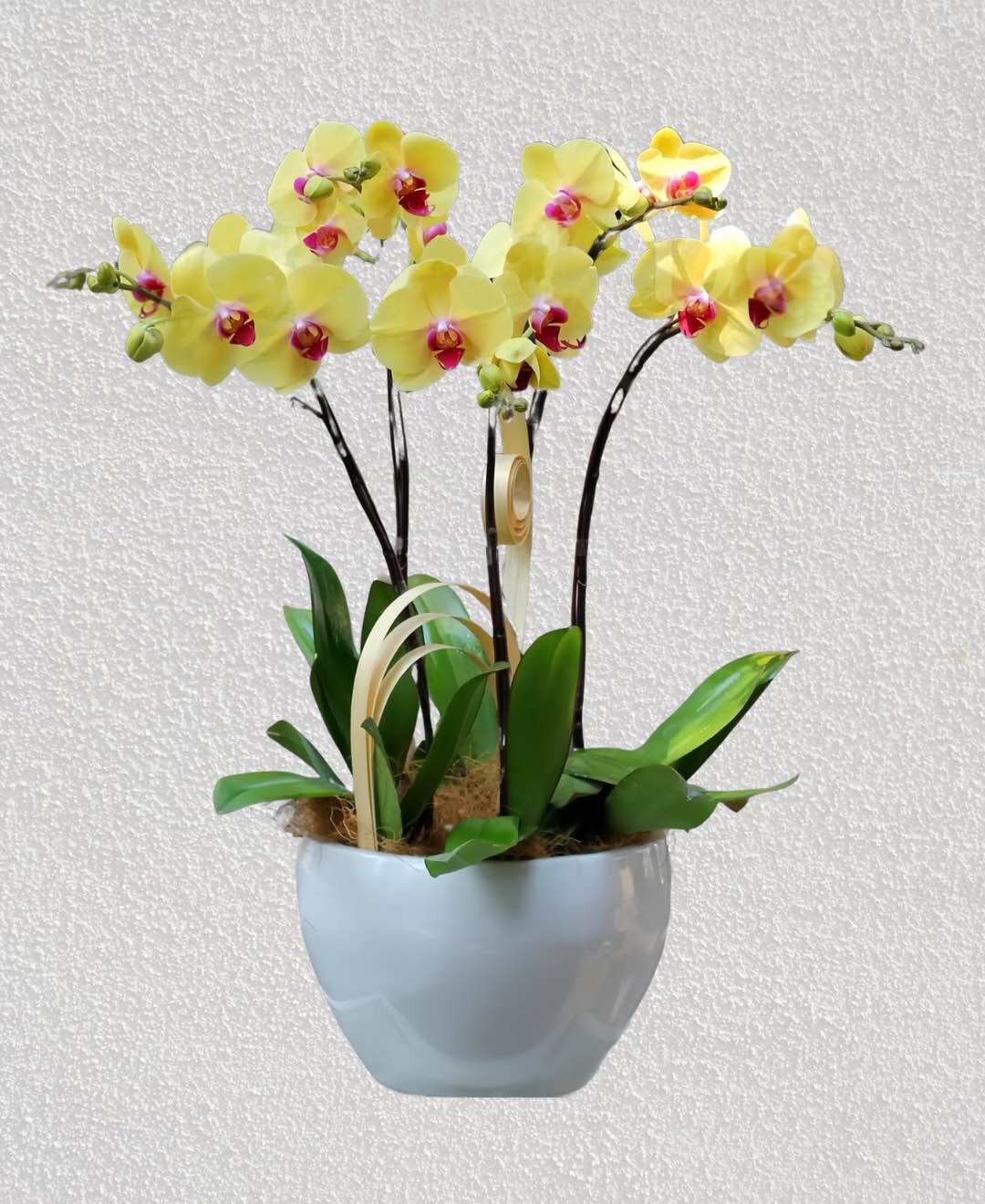 Chậu Lan Hồ Điệp 5 Cành   HTP0090