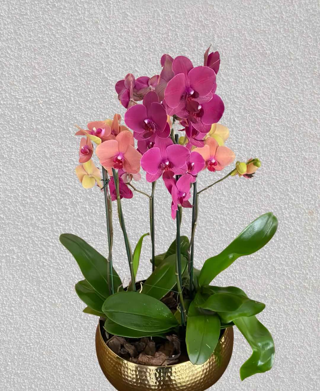 Chậu Lan Hồ Điệp 5 Cành  HTP0087