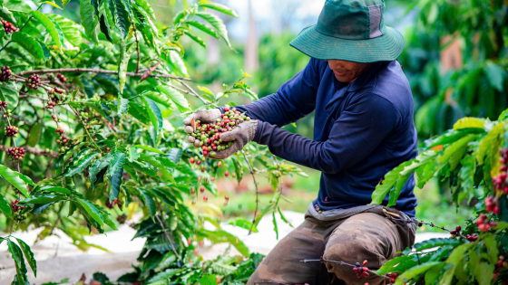 Tích Hợp Công Nghệ Cao Trong Sử Dụng Thuốc Bảo Vệ Thực Vật Cho Cà Phê