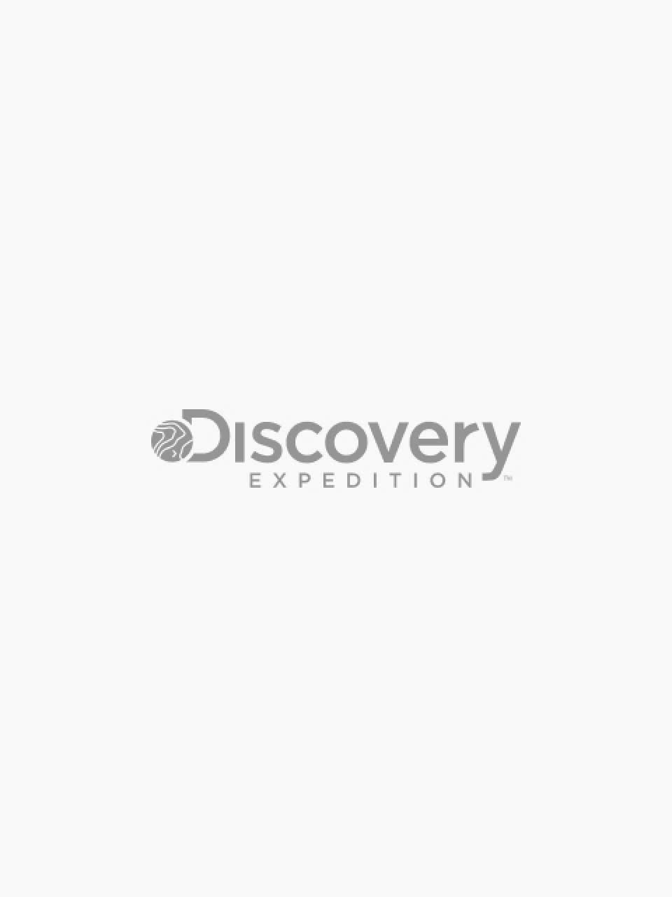 Discovery