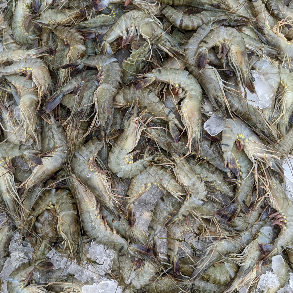 Tôm sú tươi nguyên chất 100% – ảnh 4