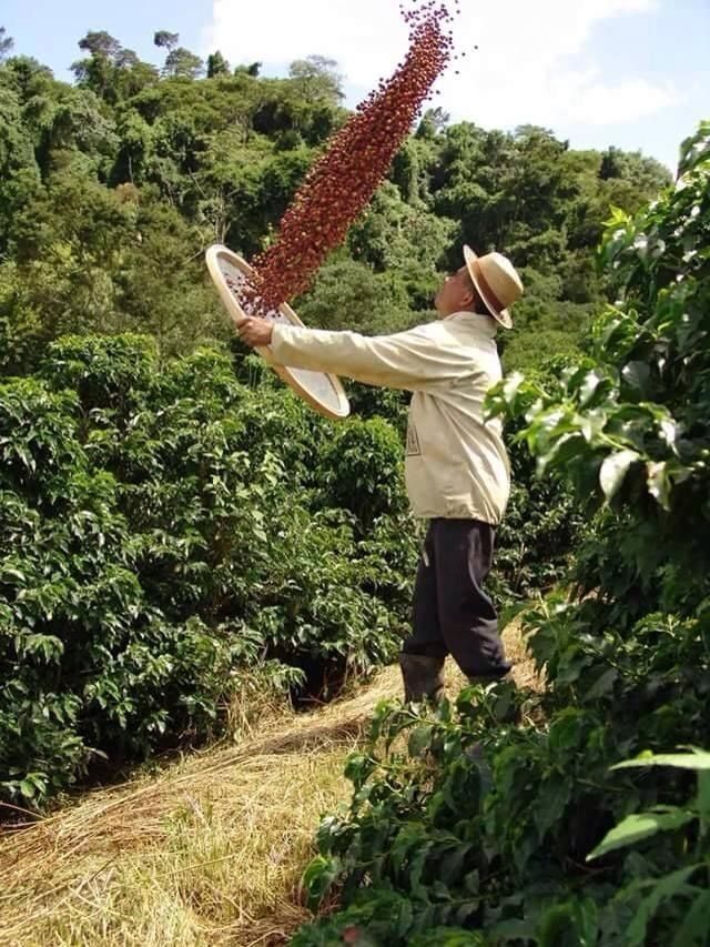 Arabica Rang Nhạt Cầu Đất – Vì Sao Được Gọi Là 