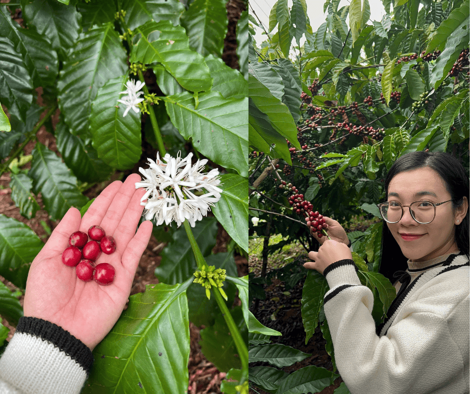 Vì Sao Cà Phê Tây Nguyên Nổi Tiếng Nhất Việt Nam?